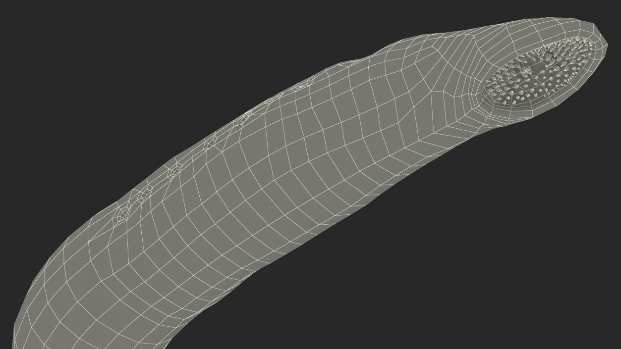 Lamprey Bent Pose 3D