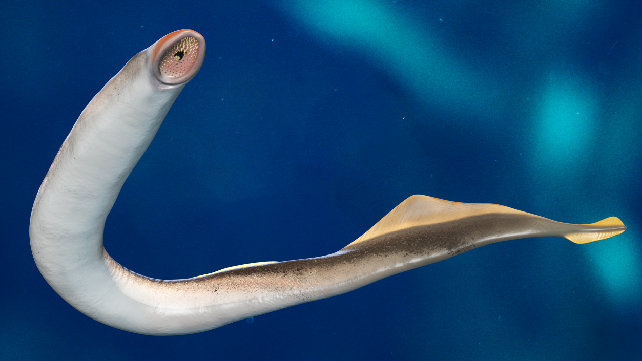 Lamprey Bent Pose 3D