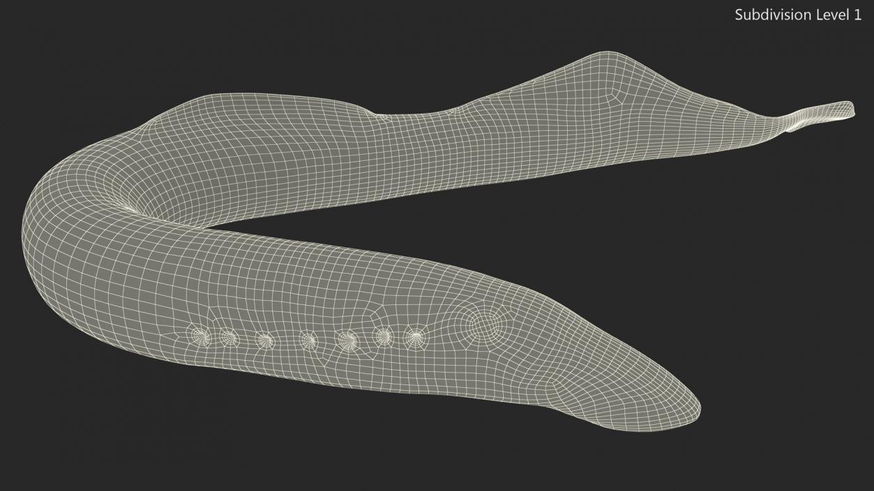 Lamprey Bent Pose 3D