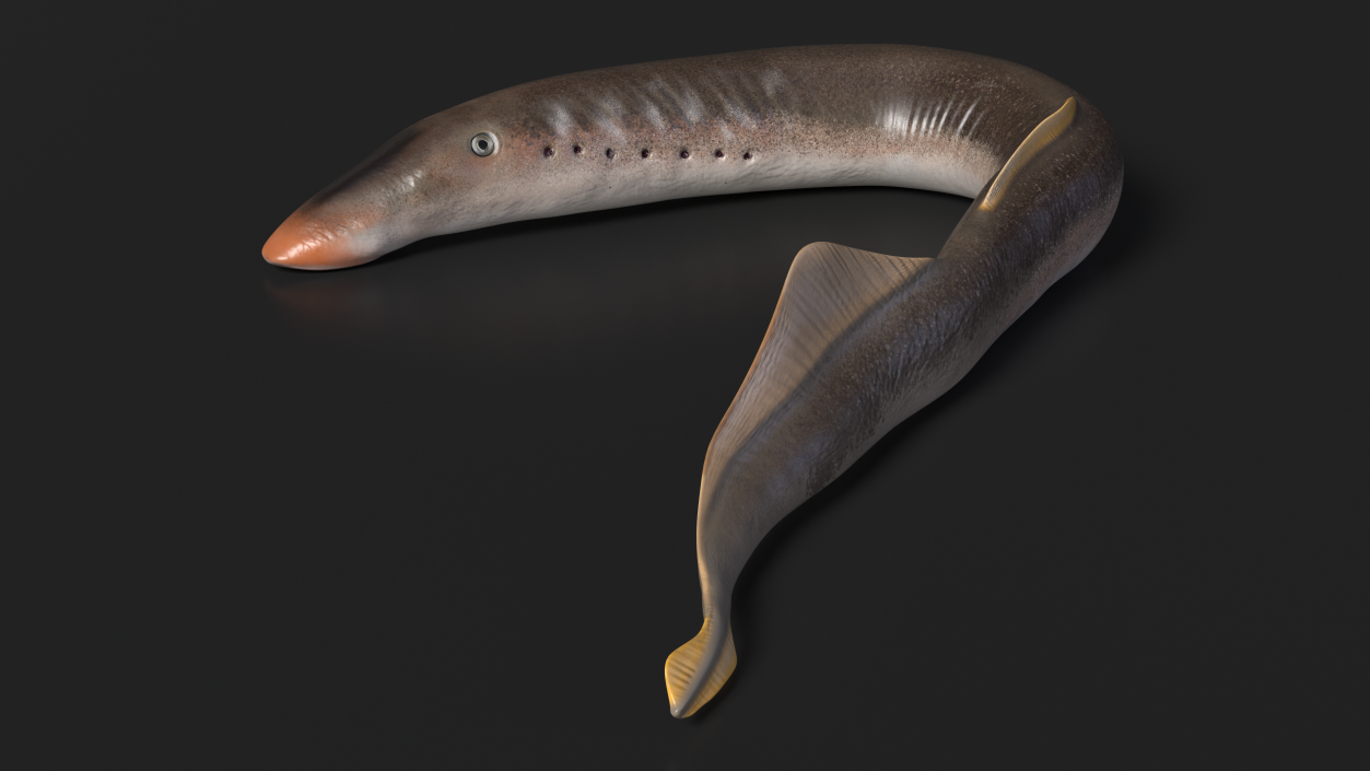 Lamprey Bent Pose 3D