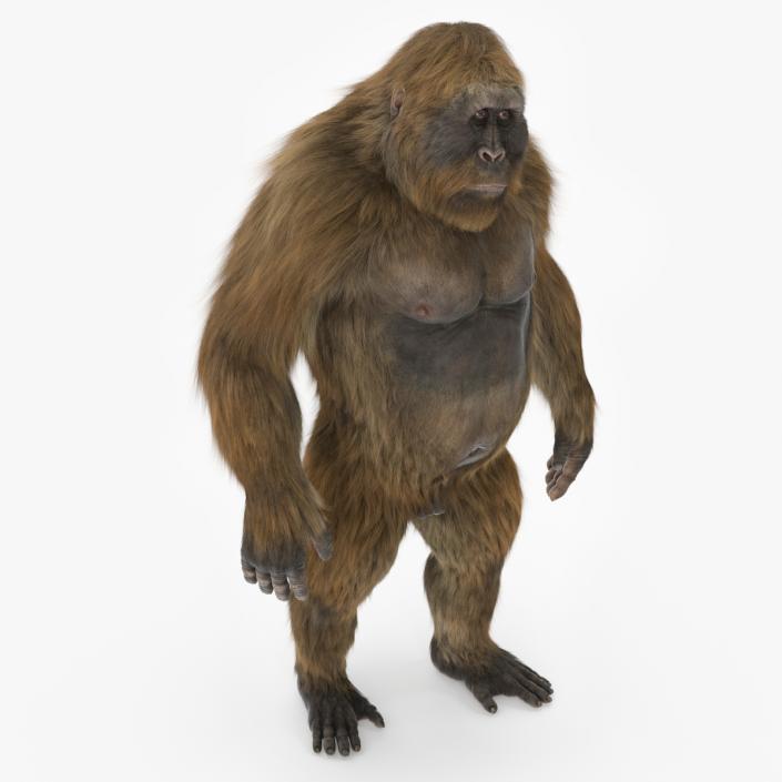 3D Gigantopithecus Fur Rigged