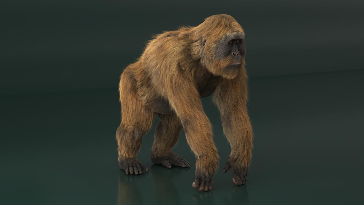 3D Gigantopithecus Fur Rigged