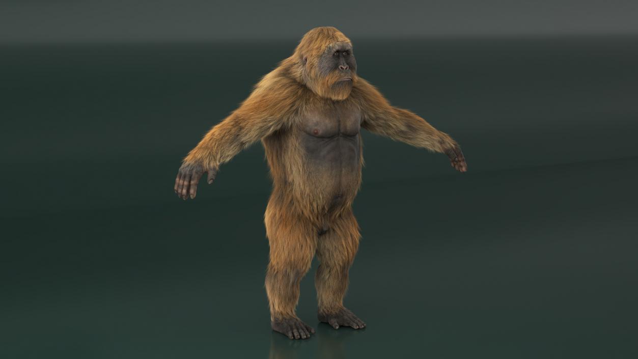 3D Gigantopithecus Fur Rigged