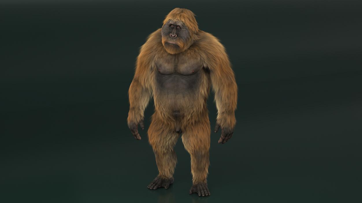 3D Gigantopithecus Fur Rigged