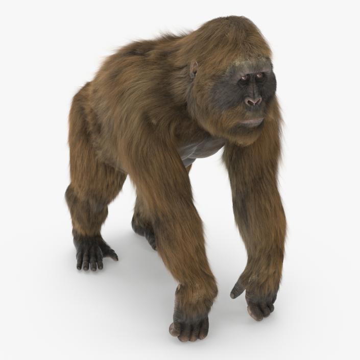 3D Gigantopithecus Fur Rigged