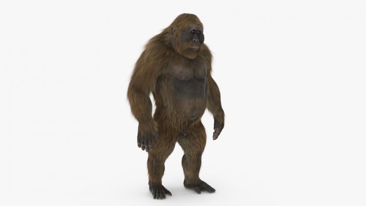 3D Gigantopithecus Fur Rigged