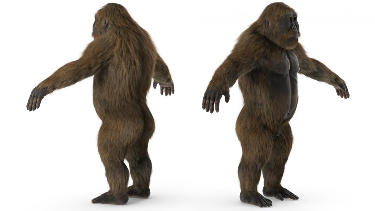 3D Gigantopithecus Fur Rigged