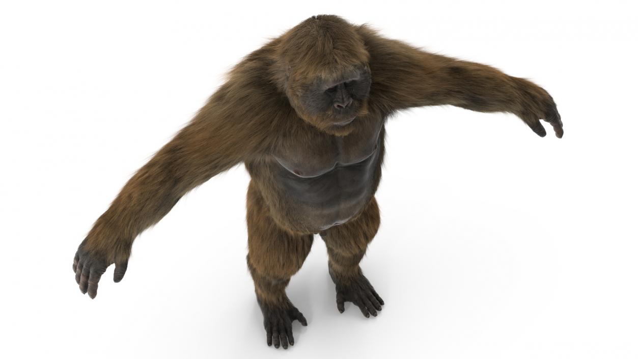 3D Gigantopithecus Fur Rigged