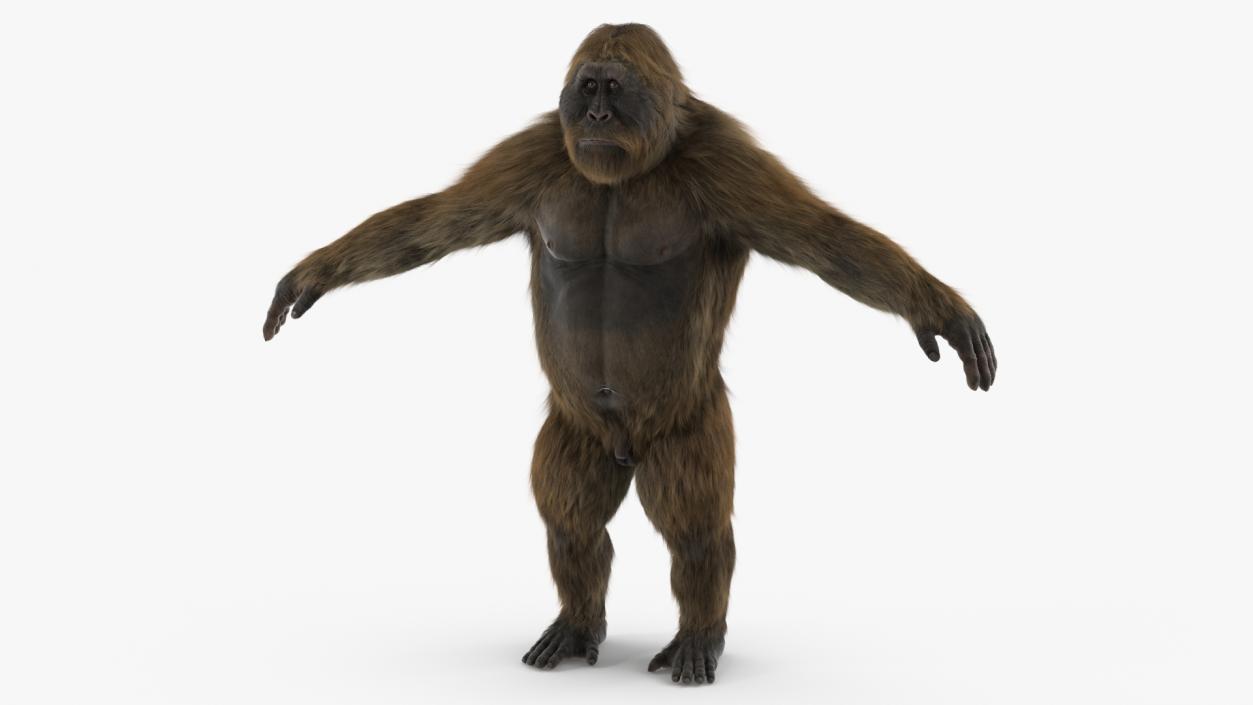 3D Gigantopithecus Fur Rigged