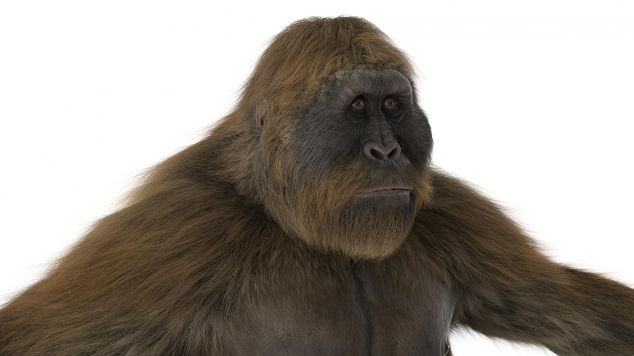 3D Gigantopithecus Fur Rigged