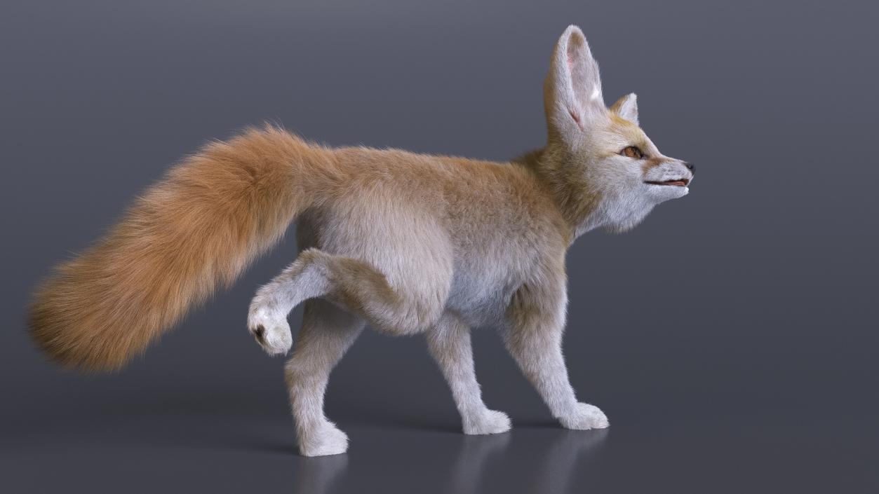 3D Desert Fox Fennec Fur Rigged model