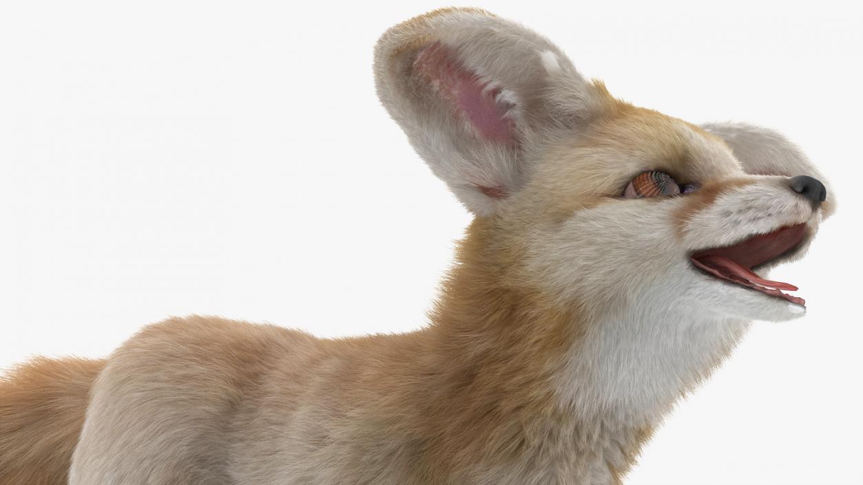 3D Desert Fox Fennec Fur Rigged model