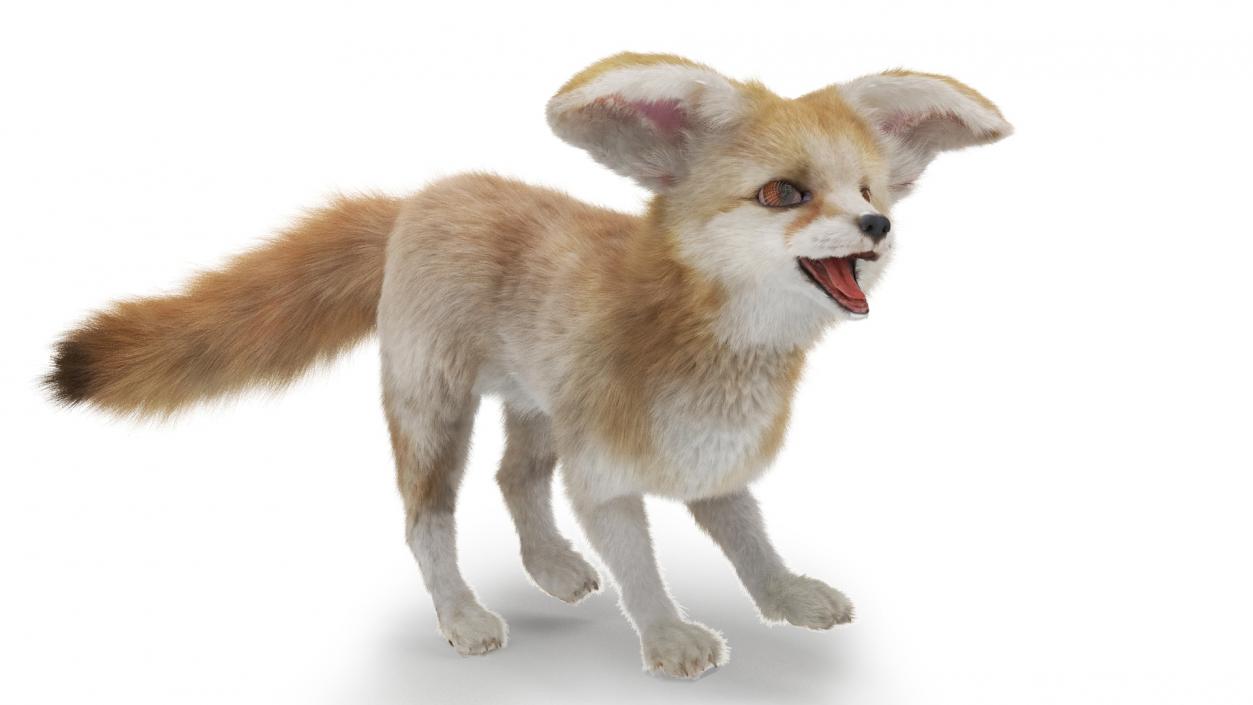 3D Desert Fox Fennec Fur Rigged model