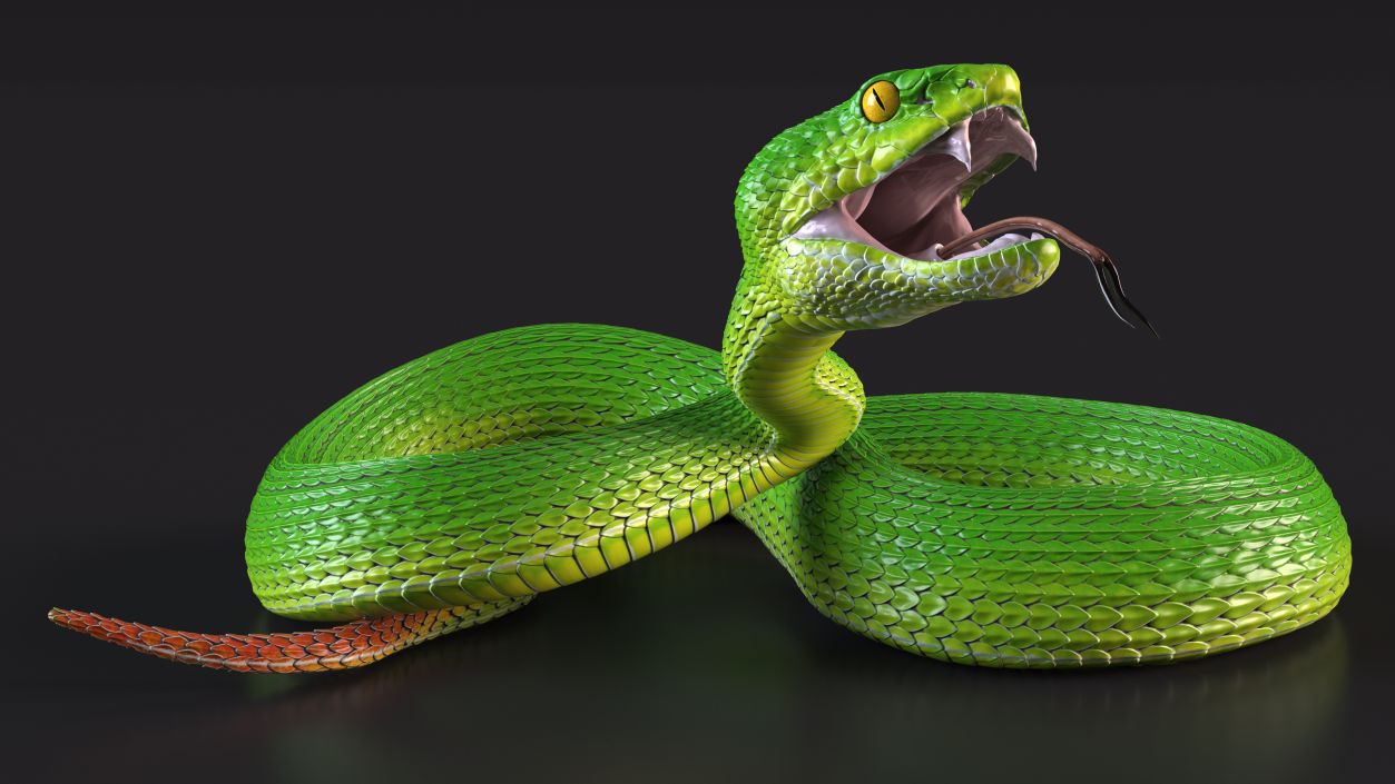 Attacking Green Snake Trimeresurus 3D model