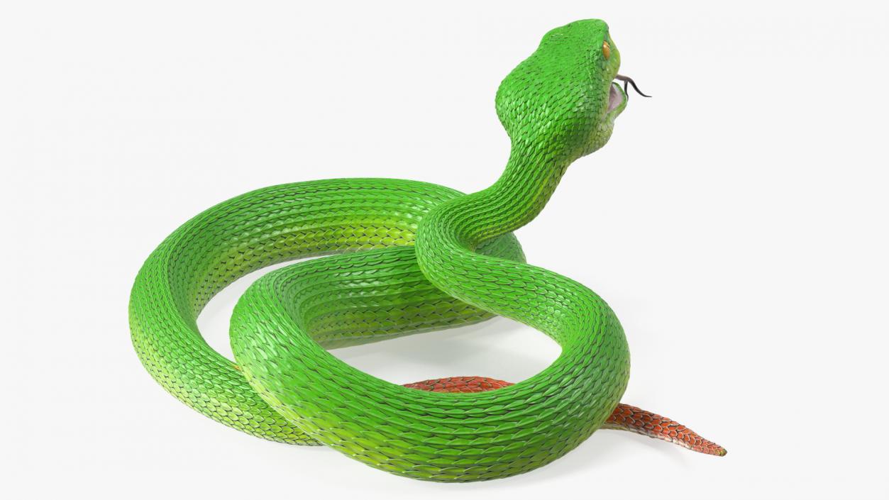 Attacking Green Snake Trimeresurus 3D model