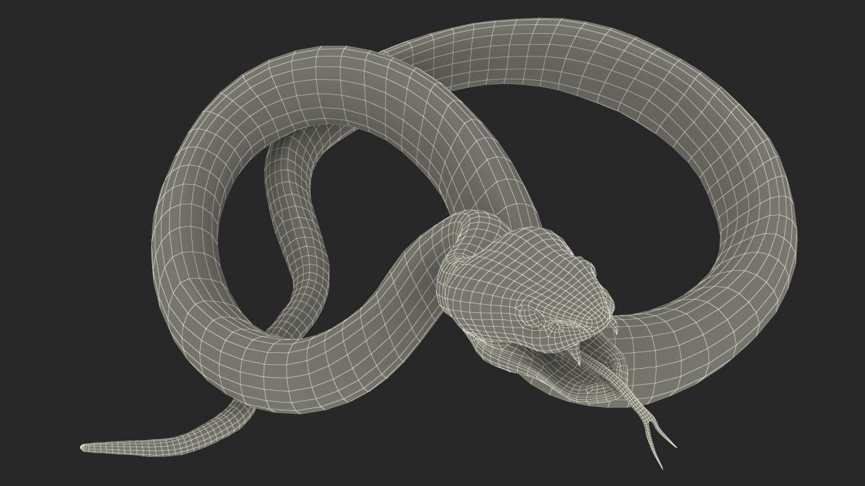 Attacking Green Snake Trimeresurus 3D model