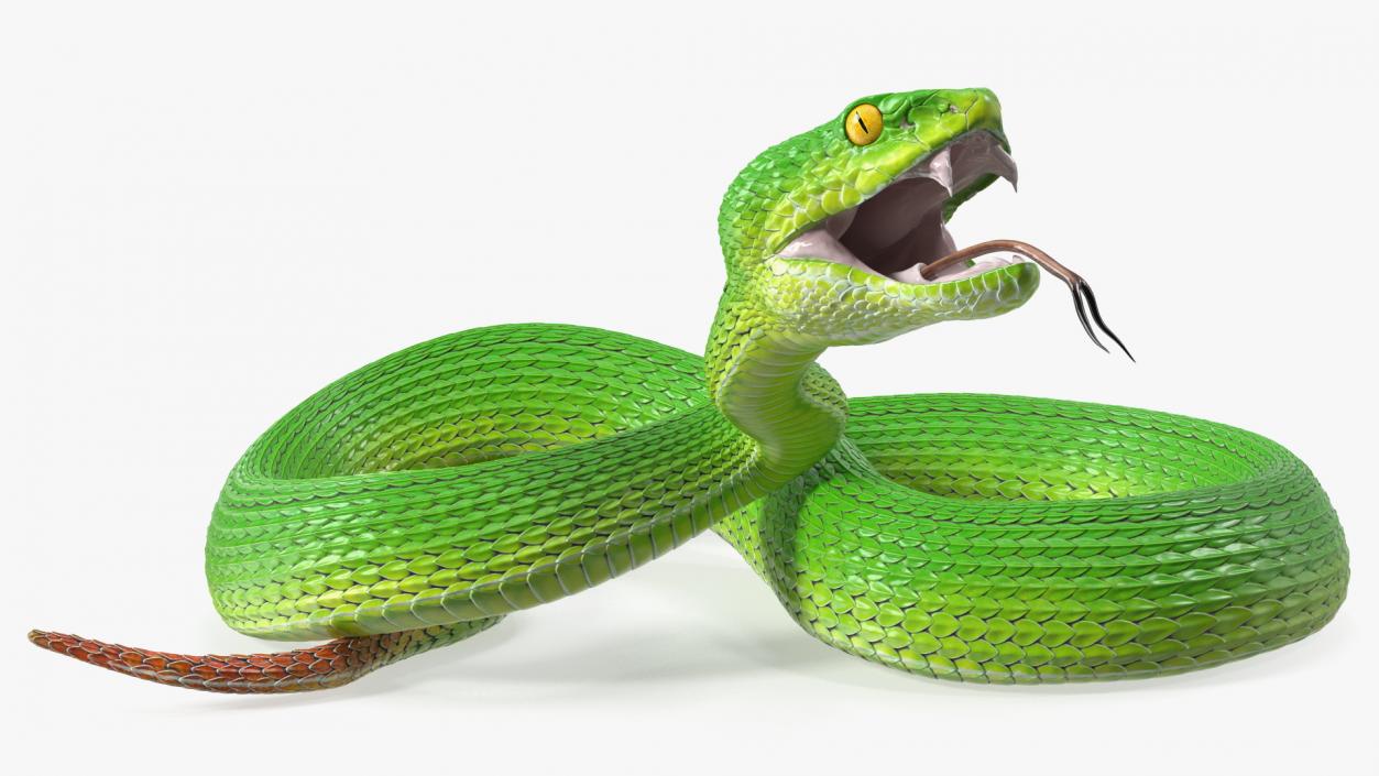 Attacking Green Snake Trimeresurus 3D model