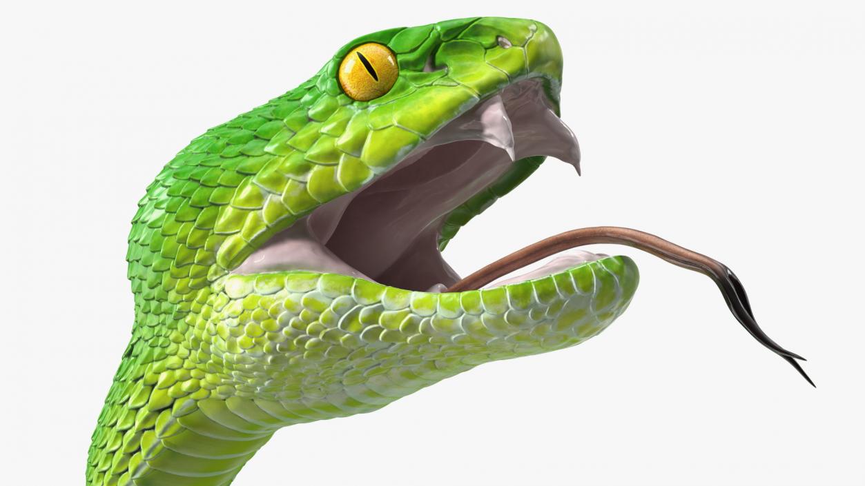 Attacking Green Snake Trimeresurus 3D model