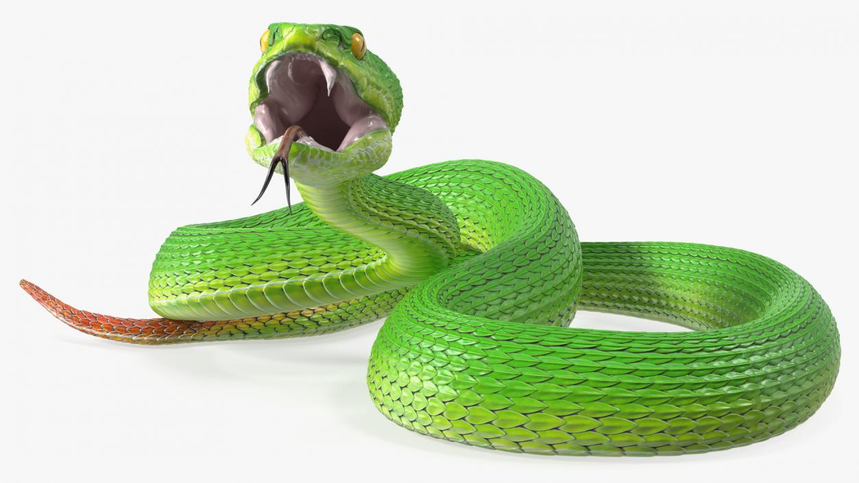 Attacking Green Snake Trimeresurus 3D model