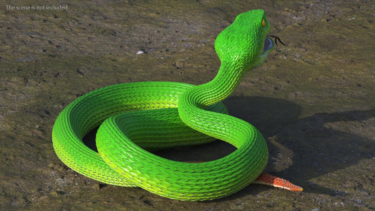 Attacking Green Snake Trimeresurus 3D model