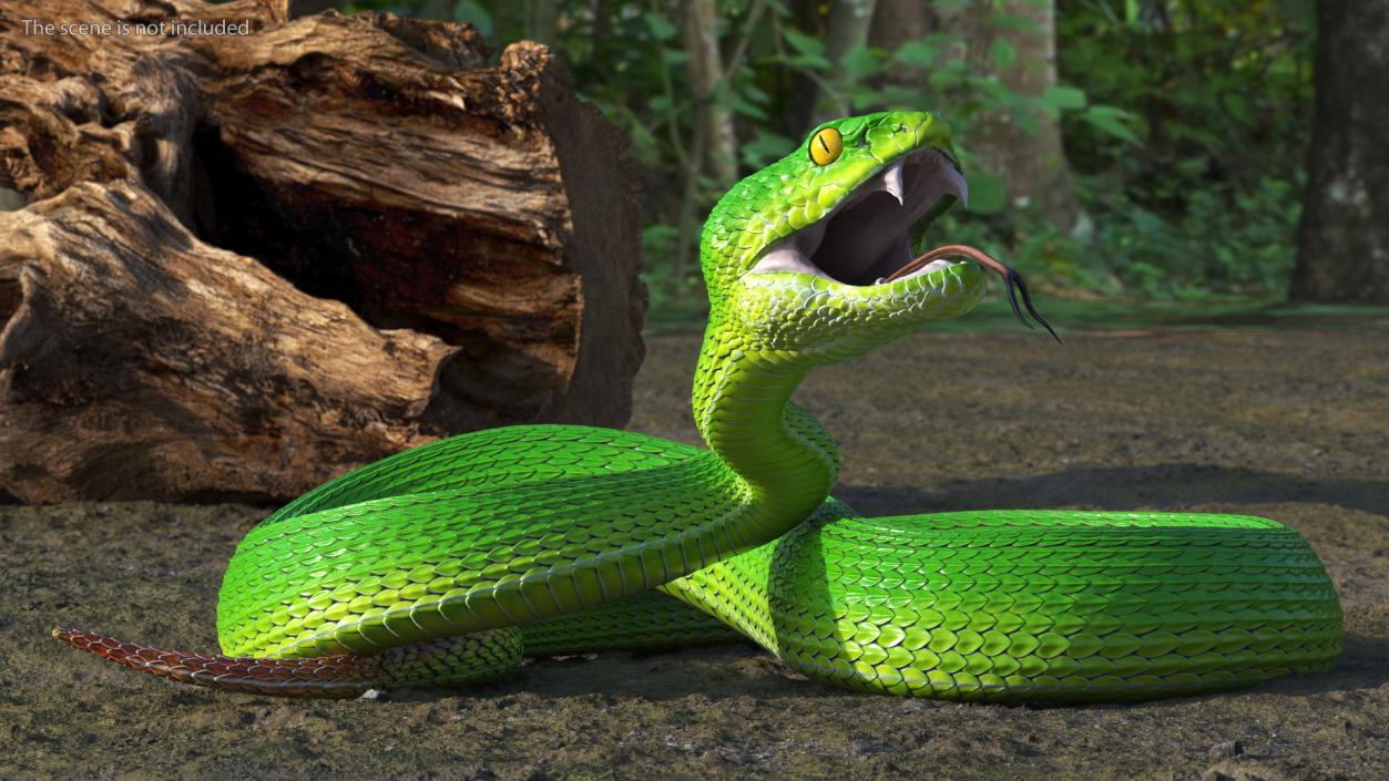 Attacking Green Snake Trimeresurus 3D model