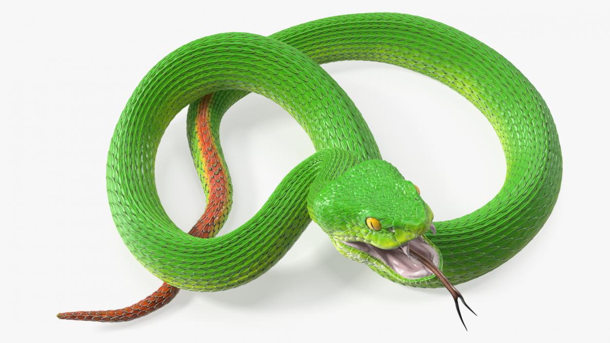 Attacking Green Snake Trimeresurus 3D model