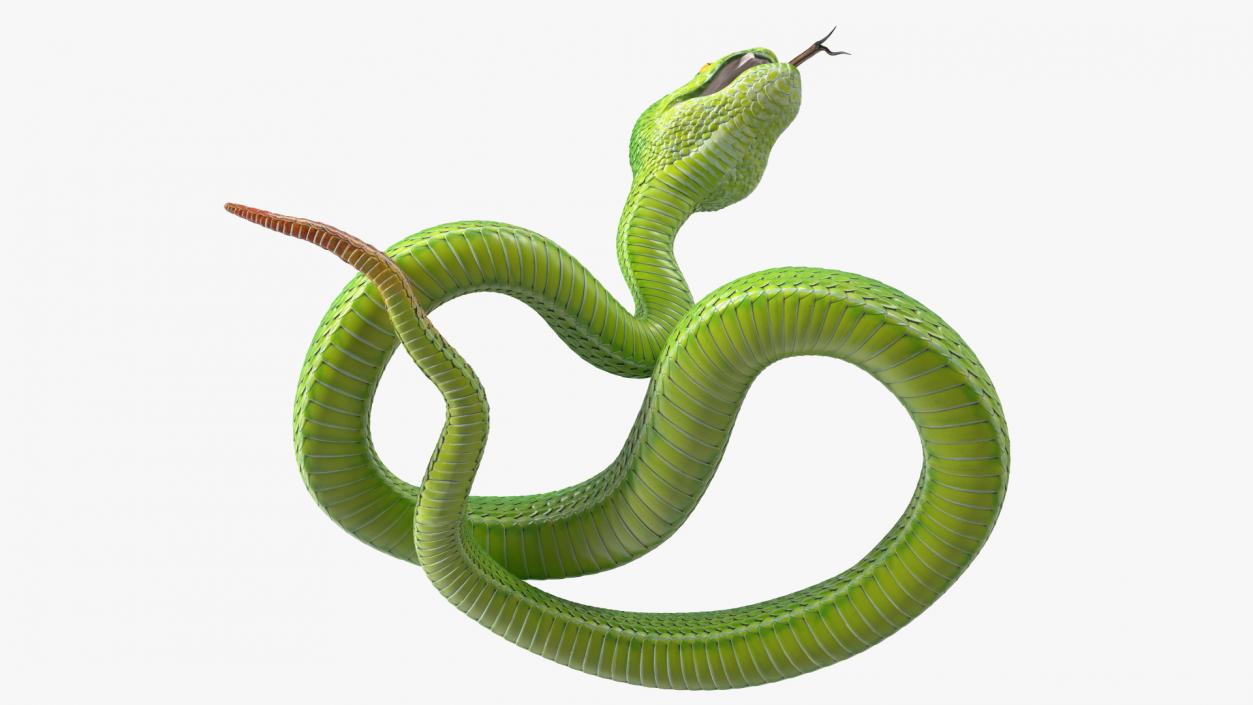 Attacking Green Snake Trimeresurus 3D model