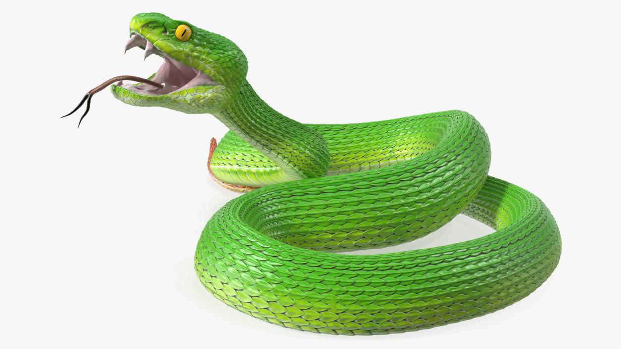 Attacking Green Snake Trimeresurus 3D model