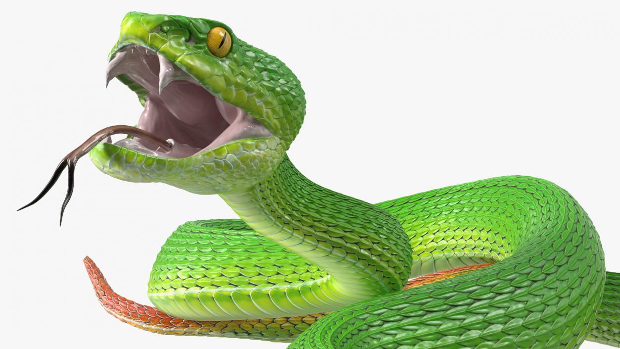 Attacking Green Snake Trimeresurus 3D model