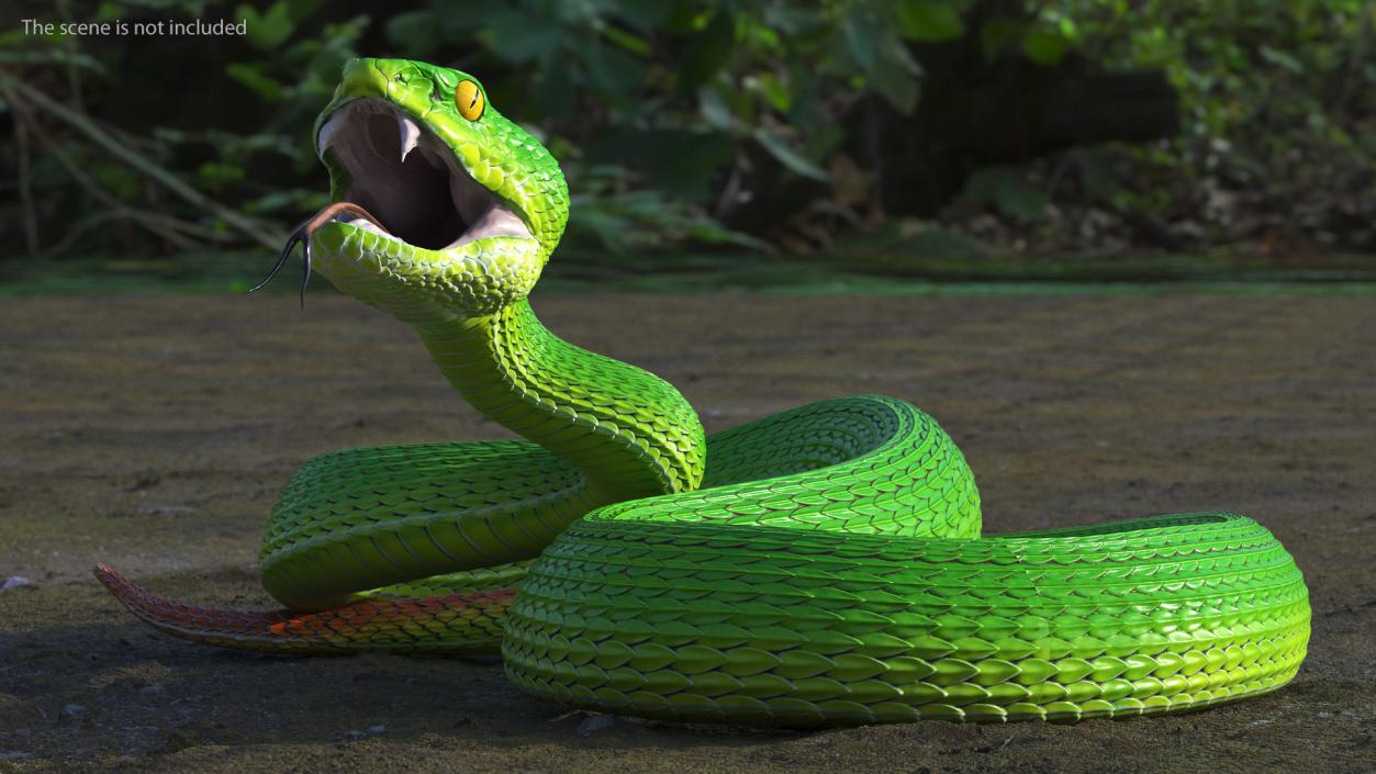 Attacking Green Snake Trimeresurus 3D model