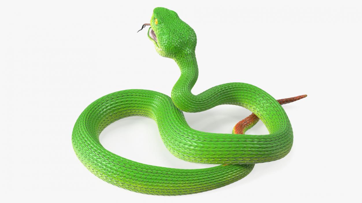 Attacking Green Snake Trimeresurus 3D model