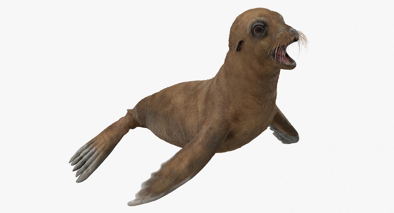 3D model Baby Sea Lion T-Pose