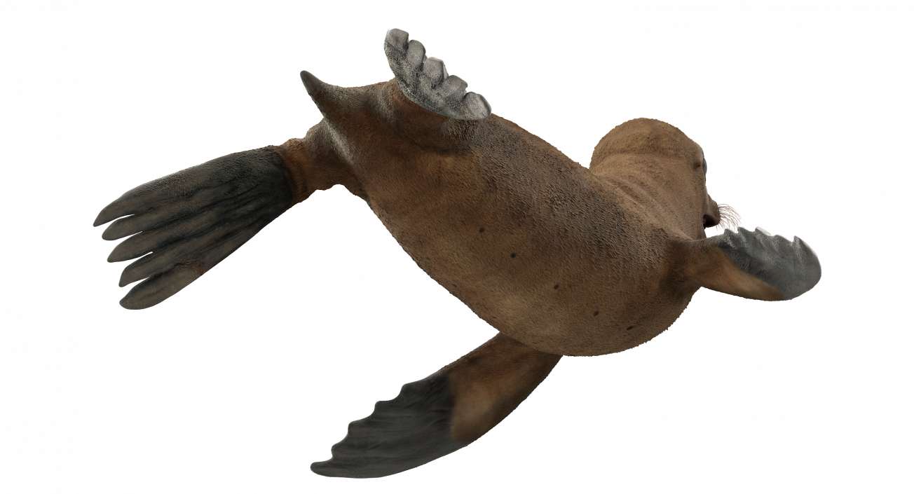 3D model Baby Sea Lion T-Pose