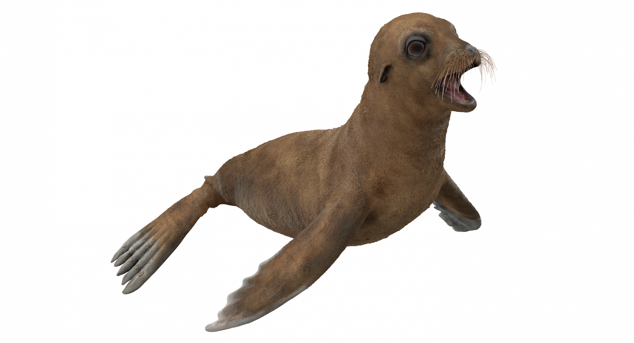 3D model Baby Sea Lion T-Pose