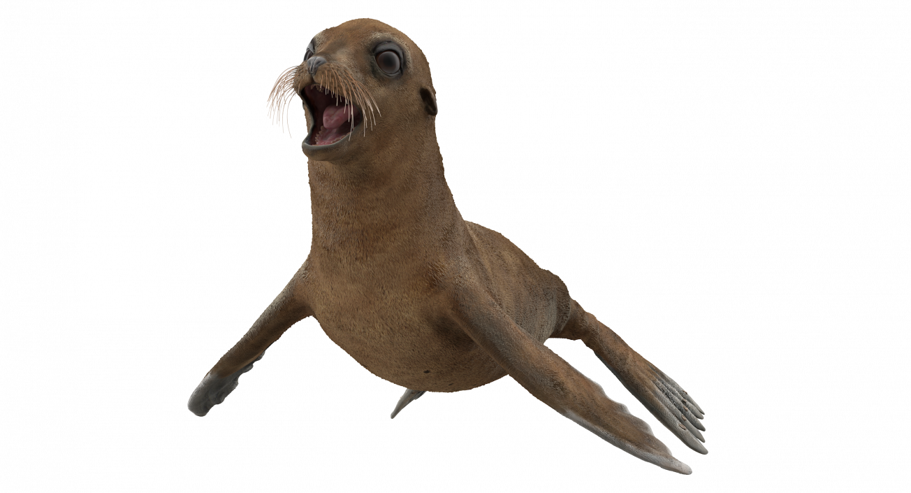 3D model Baby Sea Lion T-Pose