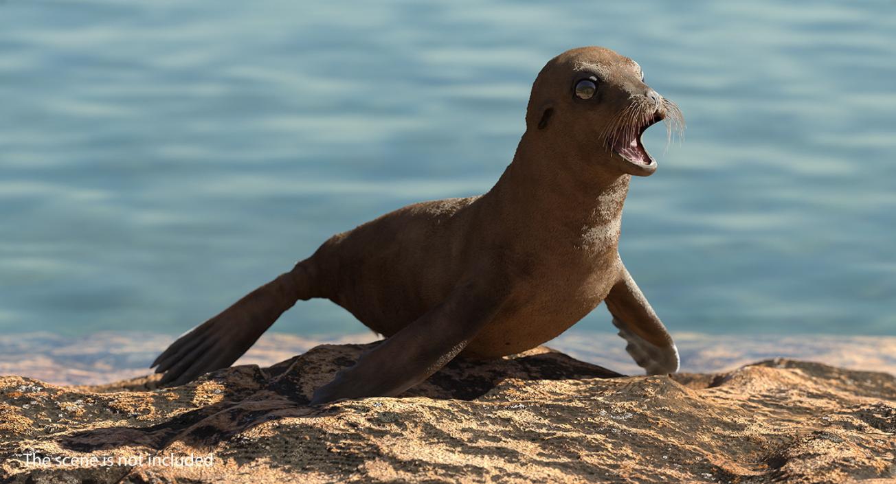 3D model Baby Sea Lion T-Pose