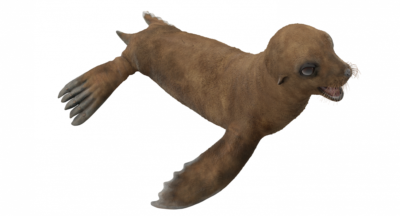 3D model Baby Sea Lion T-Pose