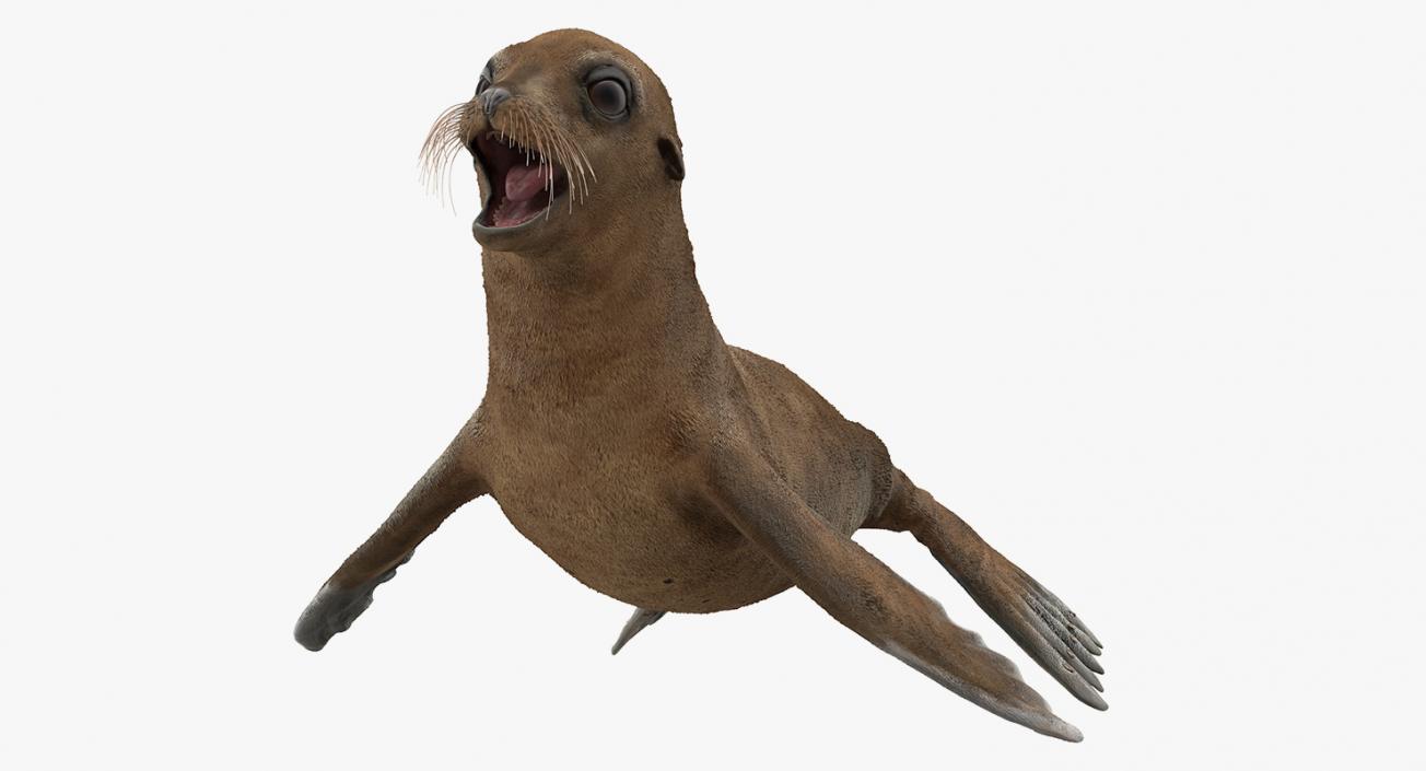 3D model Baby Sea Lion T-Pose