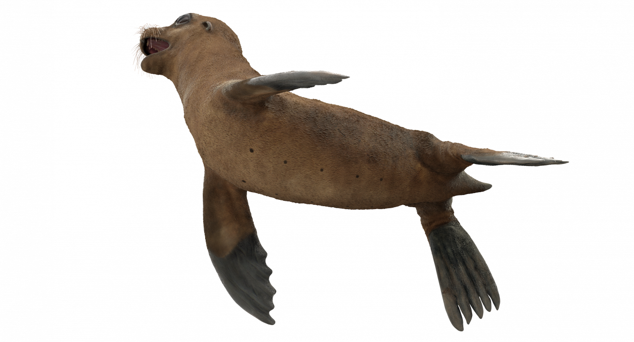 3D model Baby Sea Lion T-Pose