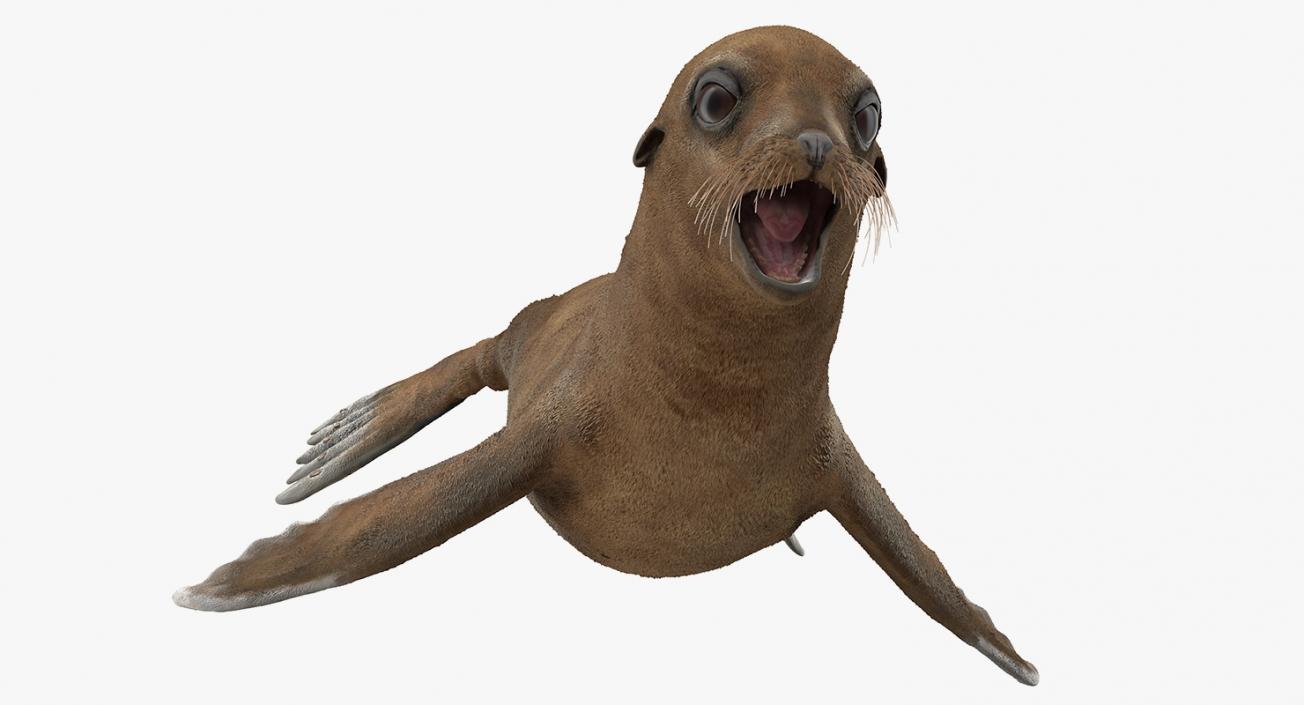 3D model Baby Sea Lion T-Pose