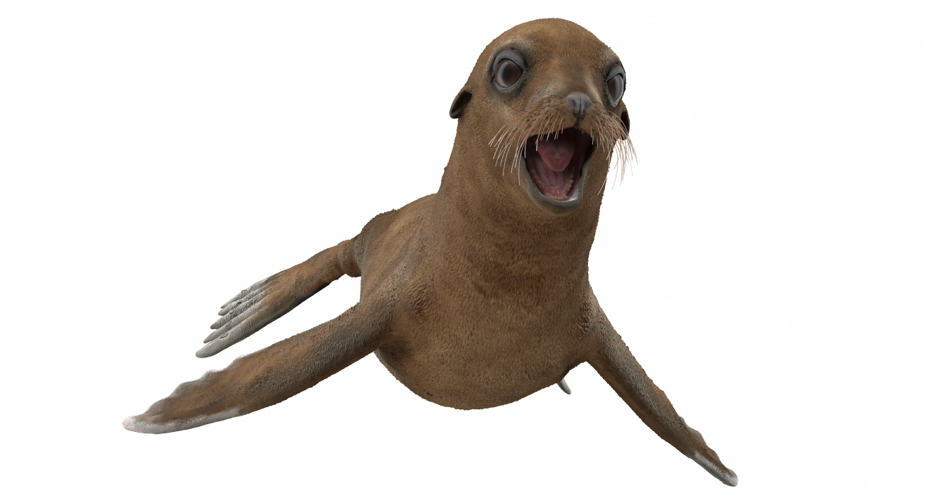 3D model Baby Sea Lion T-Pose