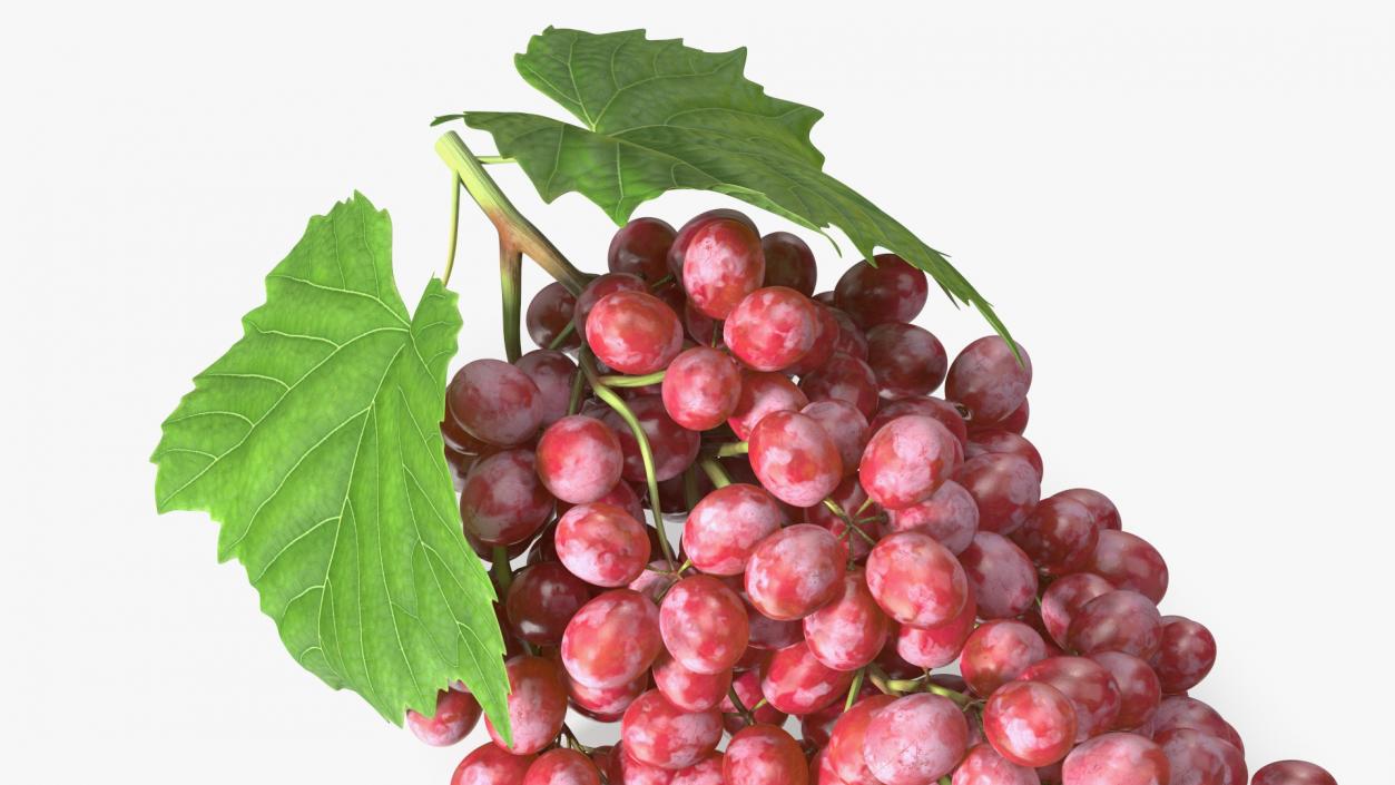 3D Sultana Red Grape Cluster Lying