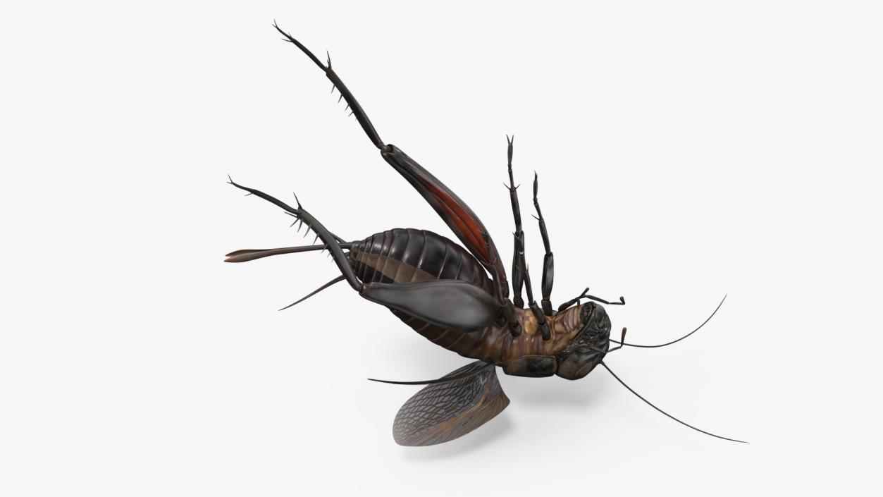 3D Field Cricket Jumping 2 model