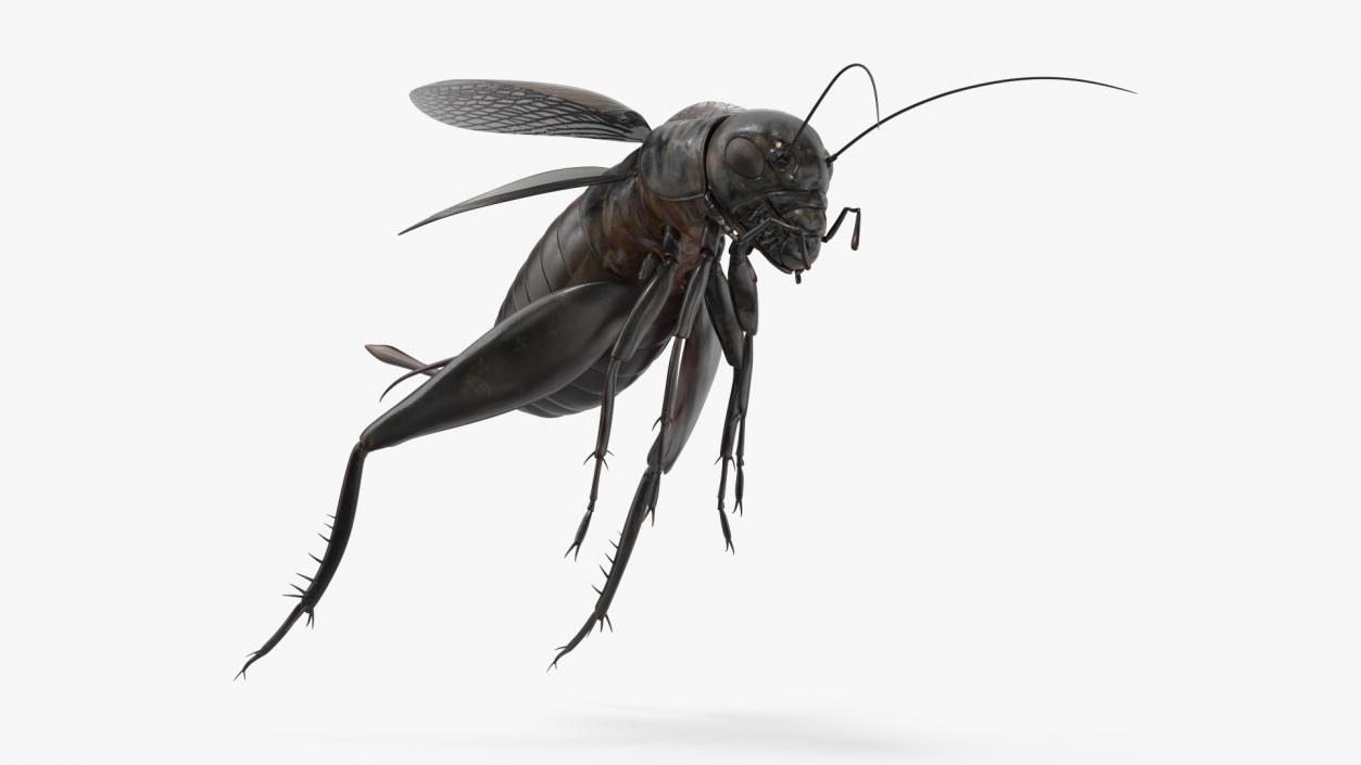 3D Field Cricket Jumping 2 model