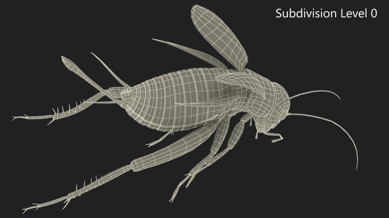 3D Field Cricket Jumping 2 model