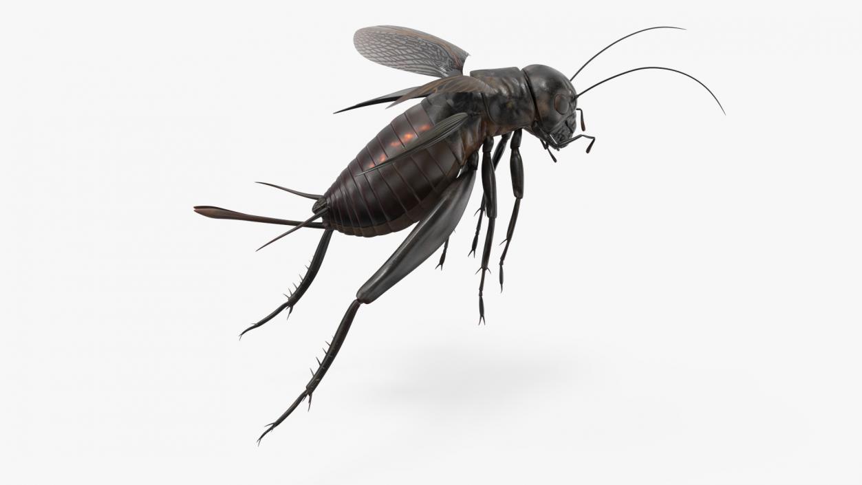 3D Field Cricket Jumping 2 model