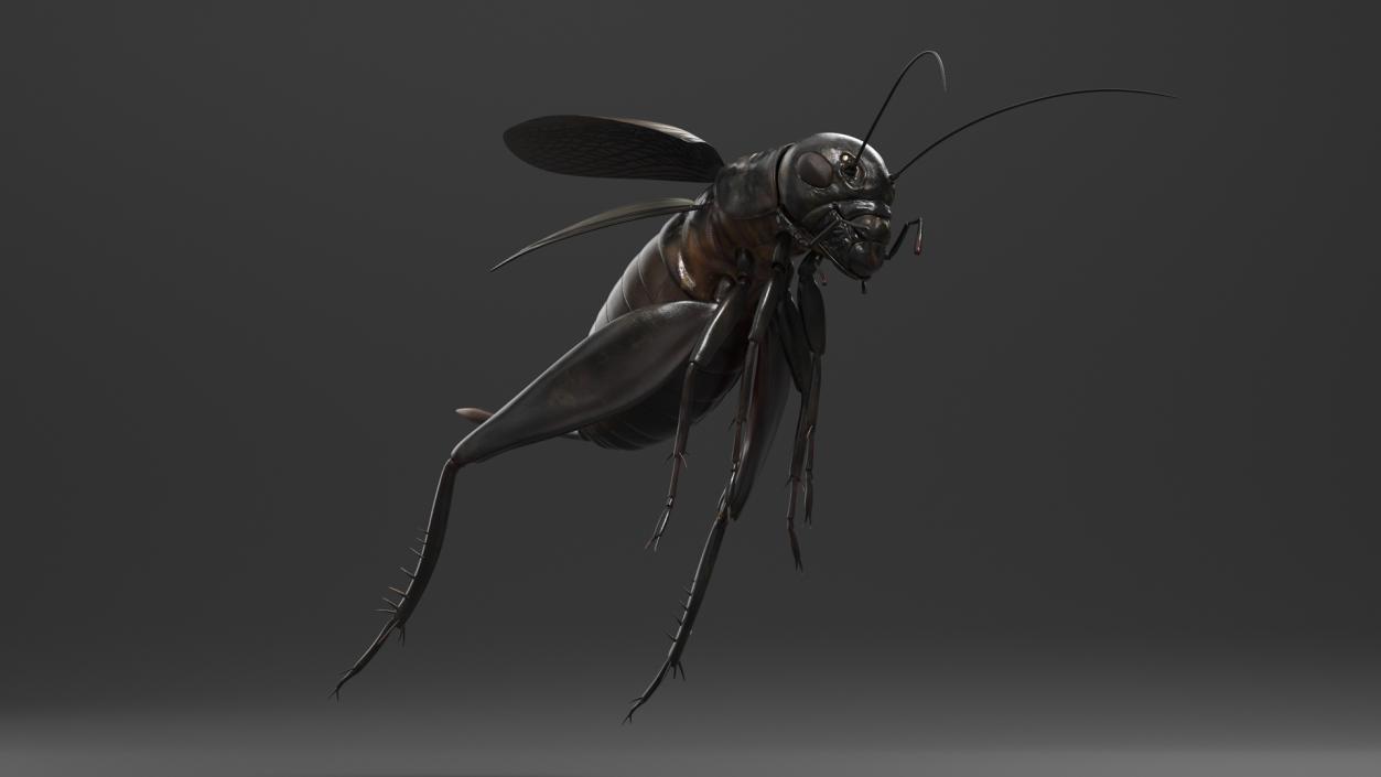 3D Field Cricket Jumping 2 model