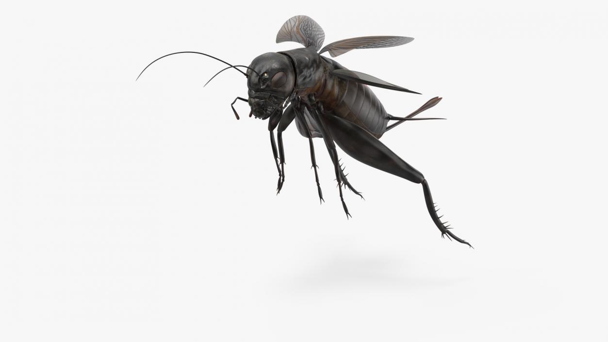 3D Field Cricket Jumping 2 model