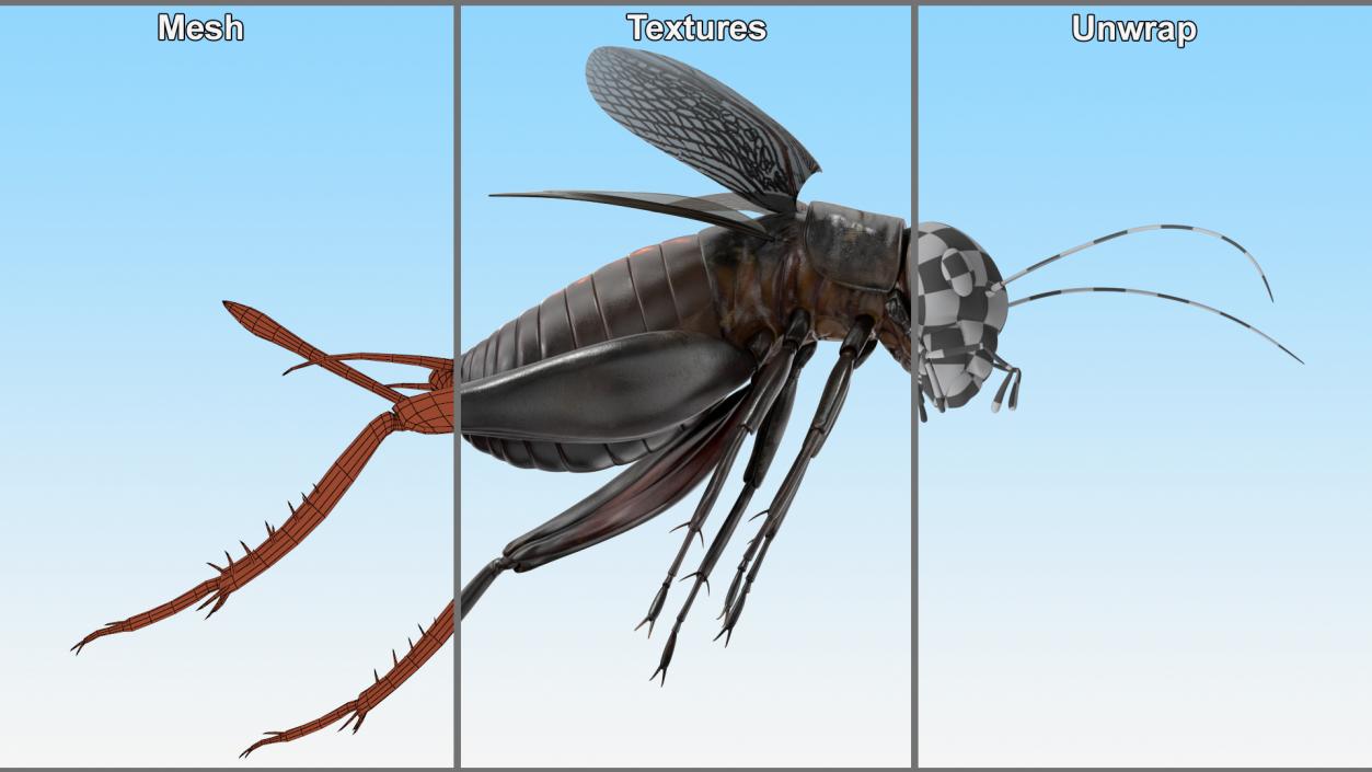 3D Field Cricket Jumping 2 model