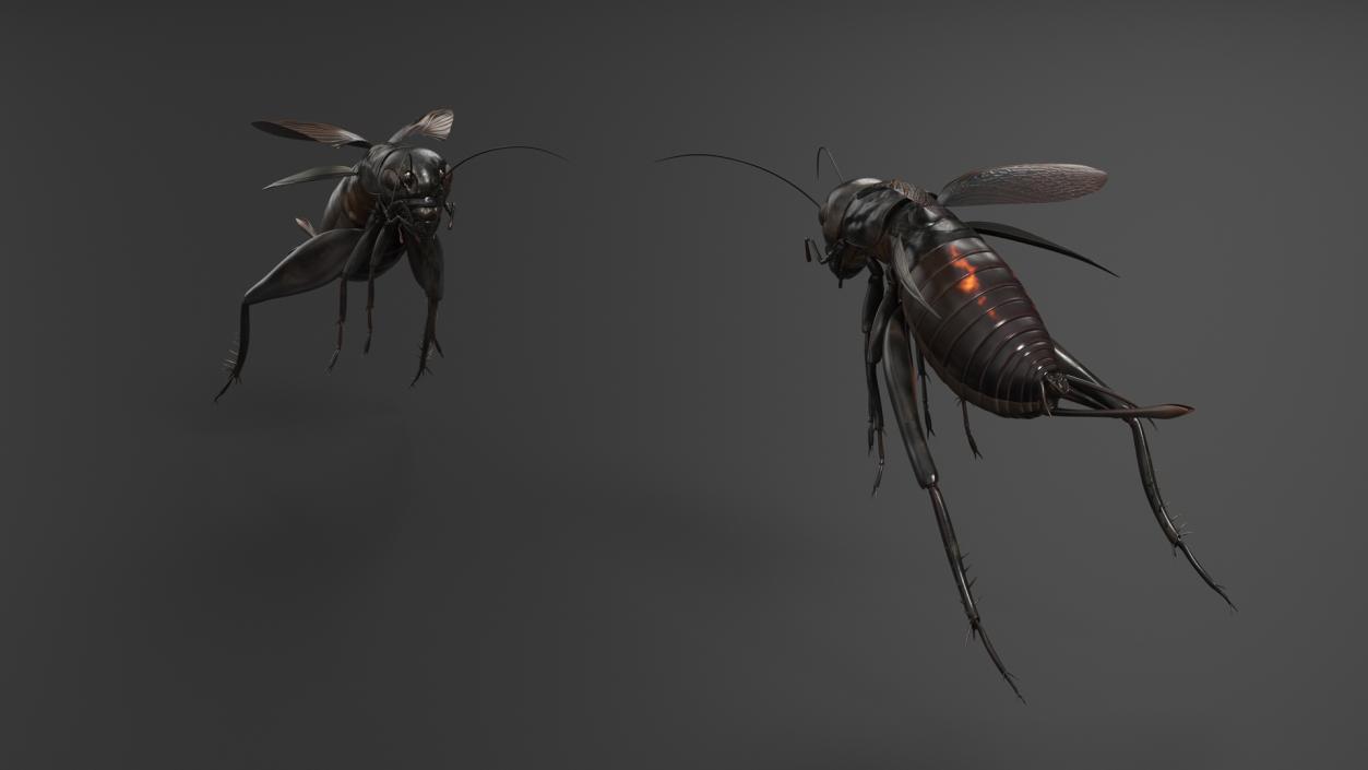 3D Field Cricket Jumping 2 model